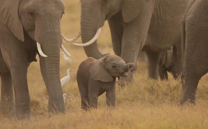 elephants