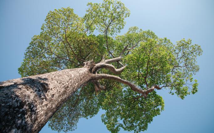 Tree Trunk