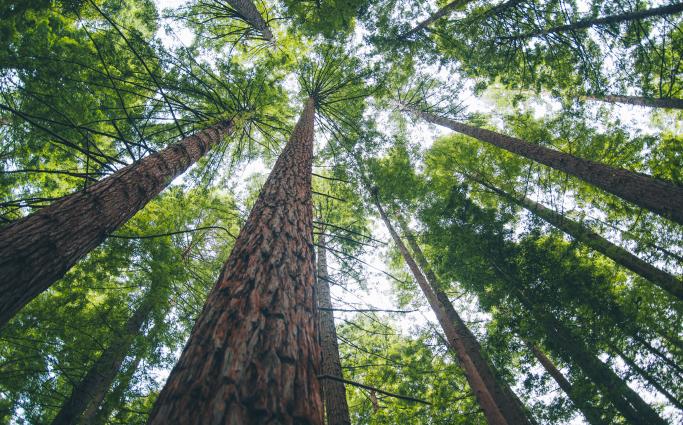 Tall trees looking up
