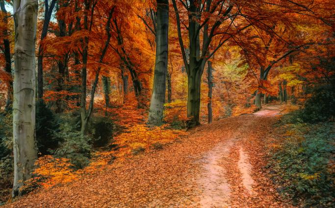 Path in Fall