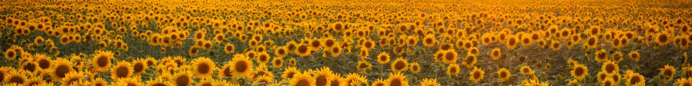 Sunflower Field
