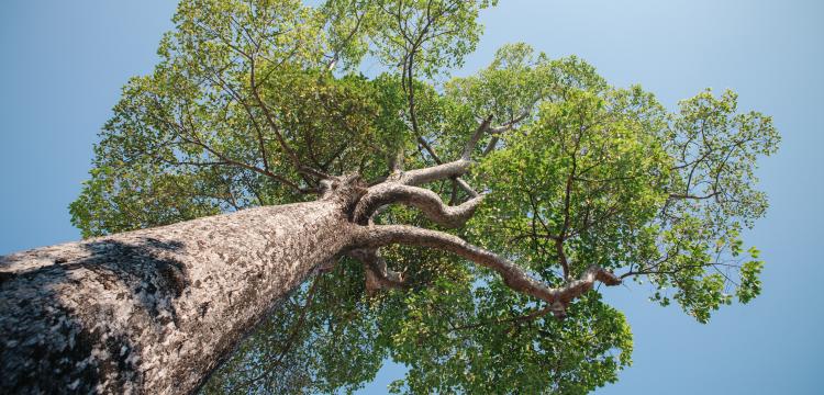 Tree Trunk