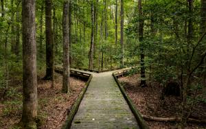 Fork in a path in the woods