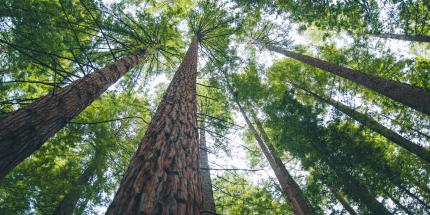 Tall trees looking up
