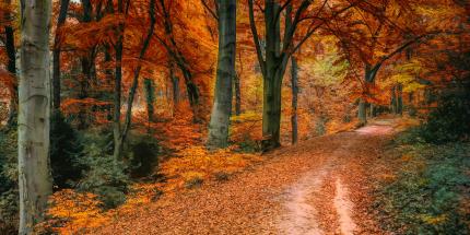 Article: Week in Review: The Autumn of Our Discount Rates