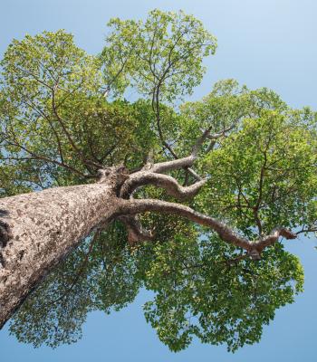 Tree Trunk
