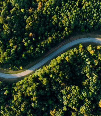 Winding path through trees